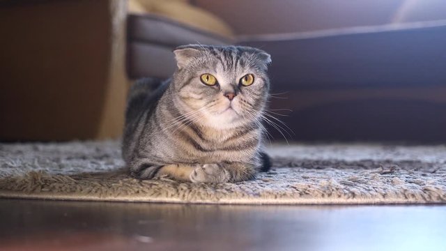 Skottish fold cat