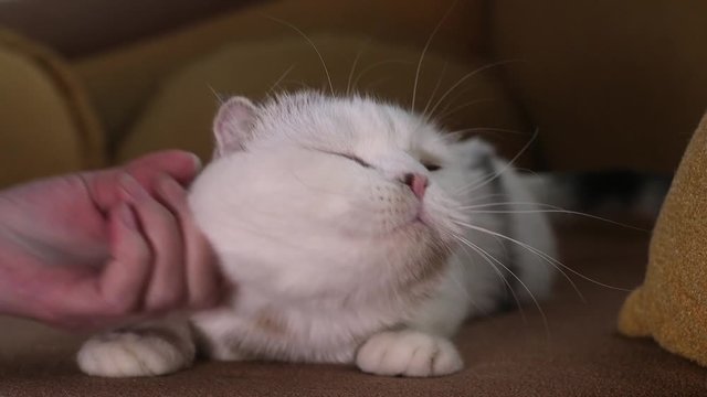 Skottish fold cat