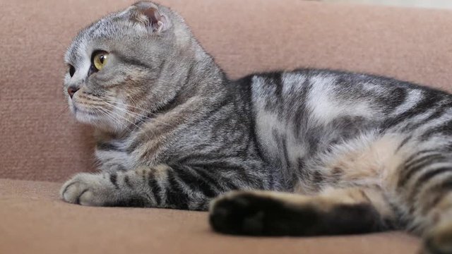 Skottish fold cat