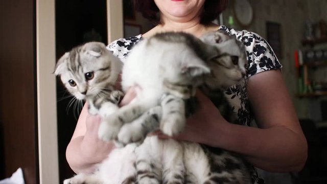 Skottish fold cat
