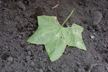 Leaf of a tree on a sandy ground. Autumnal scenery in the park.