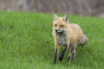 Naklejka na ściany i meble Female red fox hunting in spring