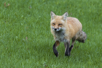 Female red fox hunting in spring