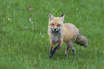 Female red fox hunting in spring