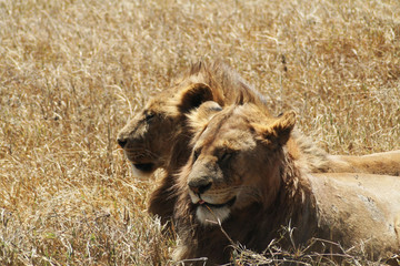 ÑEONES TANZANIA