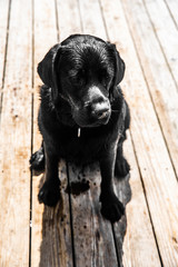 Duke
