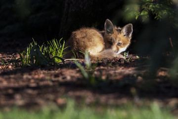 red fox kits in spring