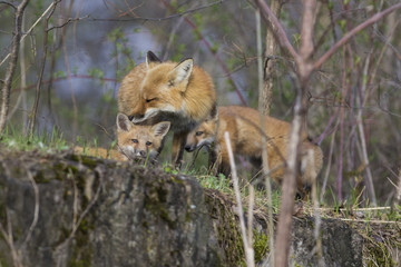 Female red fox with kits