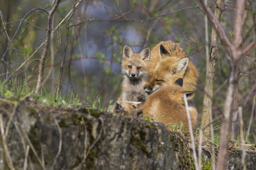 Female red fox with kits