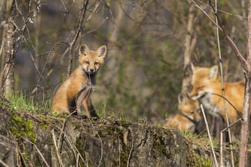 Female red fox with kits