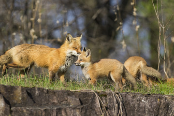 Female red fox with kits