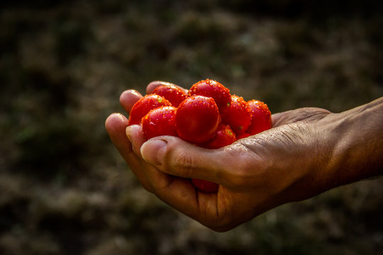 Handful of cherry tomatoes. Freshly picked cherry tomatoes. Harvest