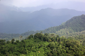 green mountains covered with forest trees