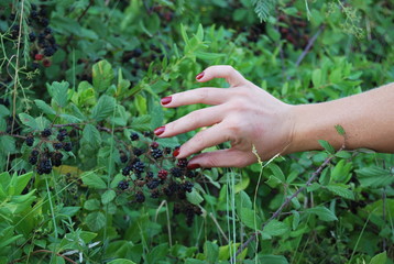 Fototapeta na wymiar Picking Blackberries