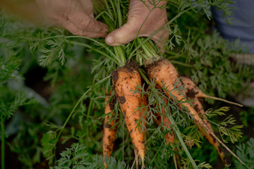 bunch of fresh organic carrots in hands of a farmer. Fresh ripped carrots on background of ground straight from the garden patch. Carrots with tops in hands of an old woman.