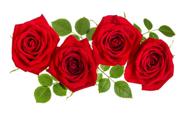 beautiful red rose isolated on white background