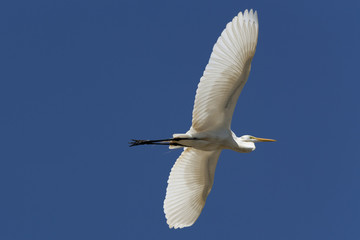 White Heron Stort  Flying In To The Blue Sky on Lake of Pampulha in Belo Horizonte in State of Minas Gerais