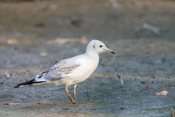 River gull on coast of river