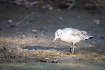 River gull on coast of river