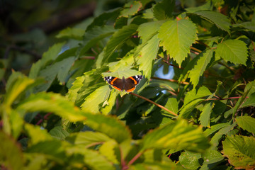 Red Admiral butterfly or Vanessa atalanta on green leaf in the plants