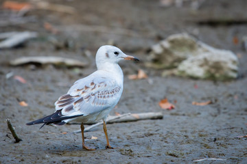 River gull on coast of river