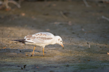 River gull on coast of river