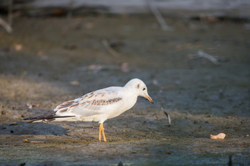 River gull on coast of river