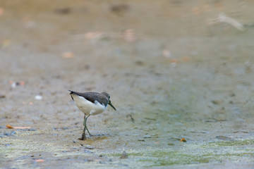 Green sandpiper or Tringa ochropus walks on coast of lake