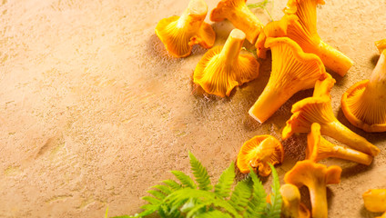 Fresh wild chanterelles mushrooms closeup on rustic background. Organic chanterelle background on a...
