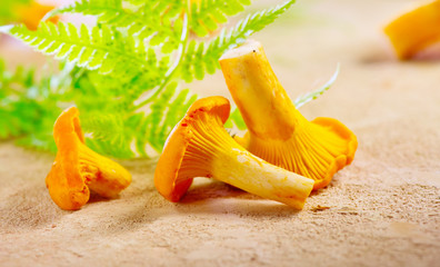 Fresh wild chanterelles mushrooms closeup on rustic background. Organic chanterelle background on a...
