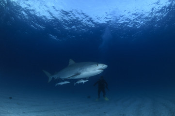 Tiger Shark Swimming underwater in Atlantic Ocean Bahamas