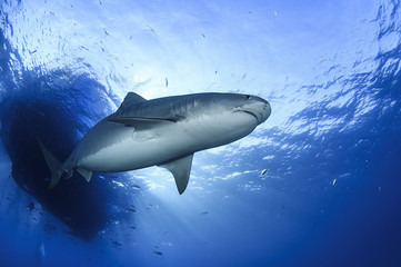 Fototapeta premium Tiger Shark Swimming underwater in Atlantic Ocean Bahamas