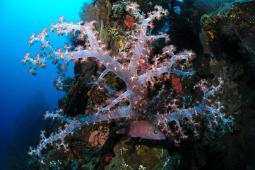 Fototapeta na wymiar Beautiful Lush Colorful Soft Corals of Cebu, Philippines