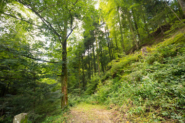 Dirt track through a green alpine valley