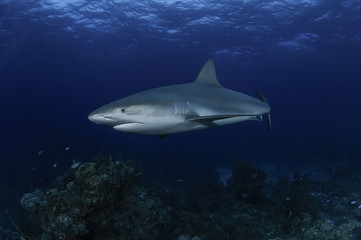Caribbean Reef Shark Swimming underwater in Atlantic Ocean Bahamas