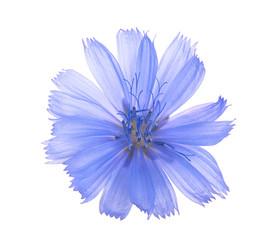 Chicory flower isolated on white background macro without a shadow