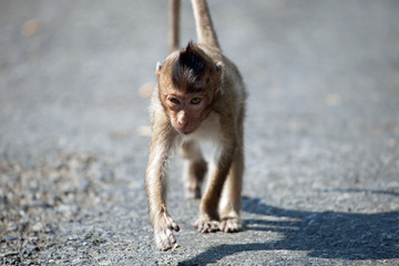 可愛いサル
