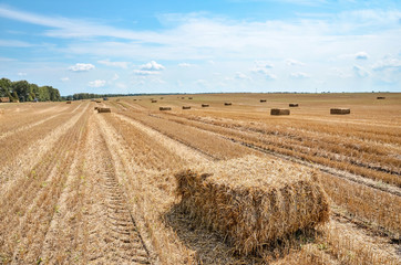 Field with many straw bales