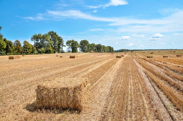Field with hay bales.