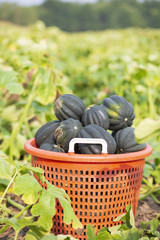 Freshly harvested acorn squash in a farmers field.