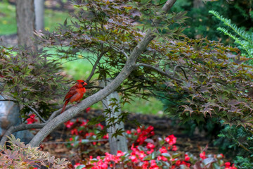 Cardinal Perched on Branch