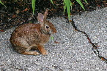 Bunny Eating Grass