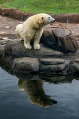 Polar Bear Next to Pool 