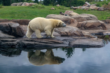 Polar Bear Next to Pool 