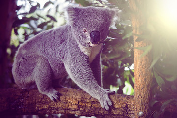 Australian bear on the tree