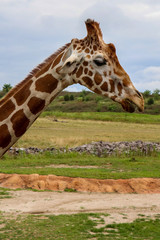 Giraffe on a Sunny Day