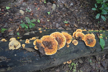 Mushroom on a tree