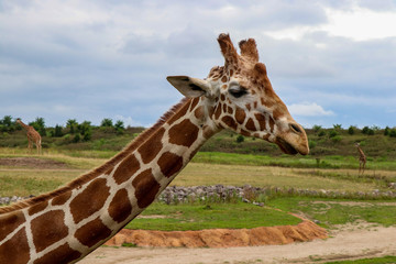 Giraffe on a Sunny Day