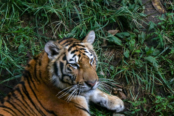 Tiger in Sunny Grass