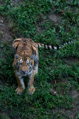 Tiger in Sunny Grass